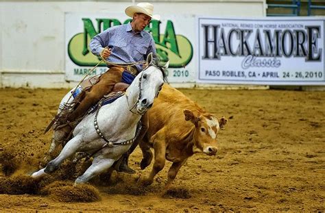 a man riding on the back of a white horse next to a cow in an arena