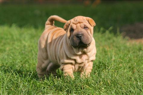 18+ Chinese Shar-Pei Colors: The Decision Will Be A Hard One