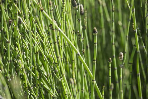 Horsetail Plant: Aggressive Weed, Water-Garden Accent