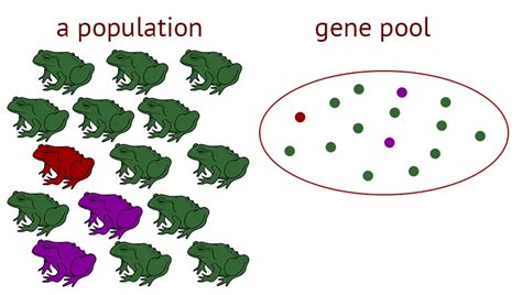 Gene Pool - Definition, Types, Working, Importance, Evolution, Examples - Biology Notes Online