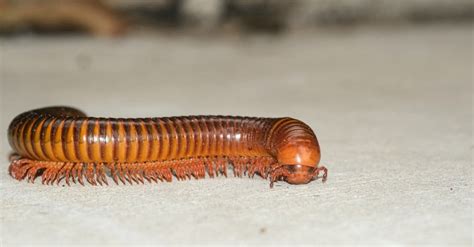 Millipede - A-Z Animals