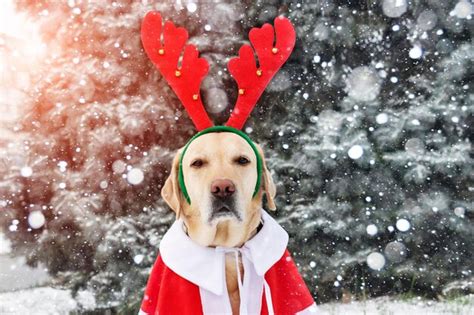 Premium Photo | Dog celebrating christmas wearing a reindeer antlers diadem