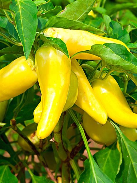 What Are Banana Peppers and Their Uses | Spice and Life