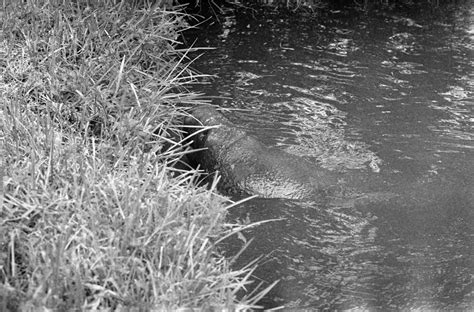 Feeding Manatee (1) | Manatee feeding in the canal. Shot wit… | Flickr