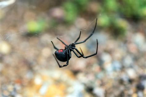 Araña viuda negra: ¿cómo identificar su picadura? | Bioguia