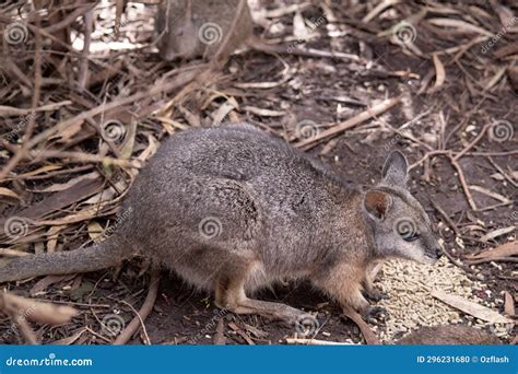 The Tammar Wallaby is Eating Food Dropped by Tourists Stock Photo ...