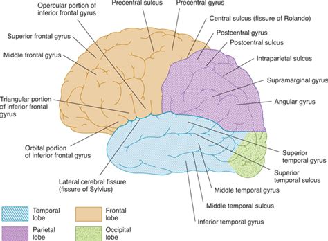 Cerebral Hemispheres/Telencephalon | Neupsy Key