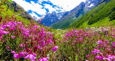 Valley of Flowers National Park Tour, Indian Wildlife Tour