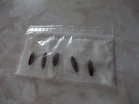 how to grow a date tree, from seed, soak seeds in wet paper towel