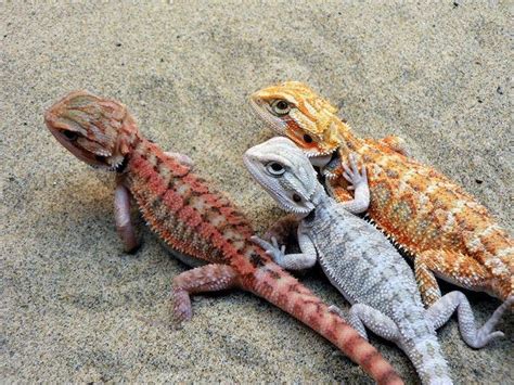 Pogona - Alchetron, The Free Social Encyclopedia