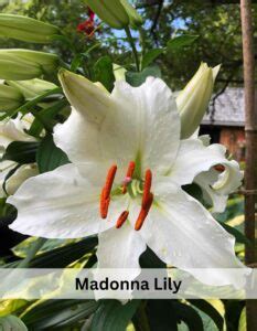 Azucena Flower | Madonna lily: Meaning, Care and Propagation - Succulent Path