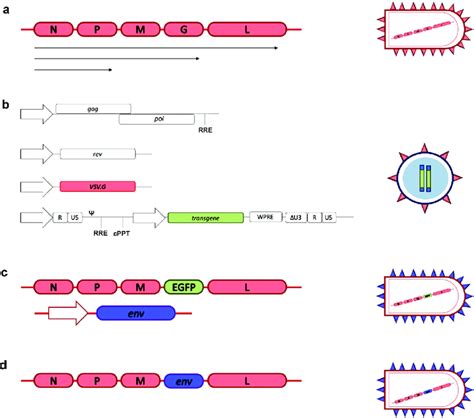 Schematic of wild-type VSV and VSV-based Vectors. (A) VSV genome ...