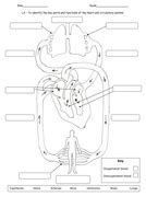 Year 6 Human Circulatory System Lessons | Teaching Resources