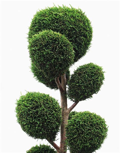 Boxwood Trees | Plant Addicts