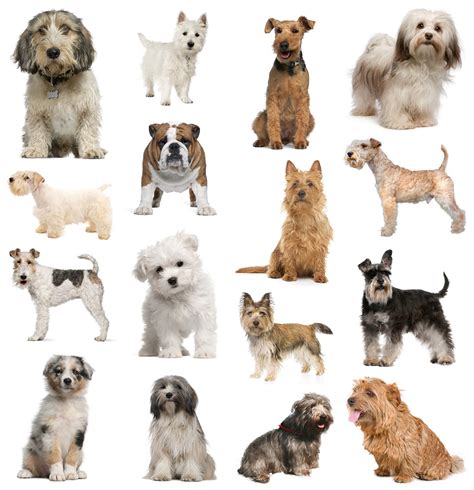 best of small dog breeds images - Dog Breeders Guide