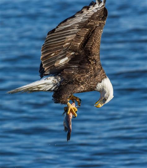 Food Chain Struggles Photo Contest Winners - VIEWBUG.com