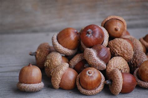 Temperate Climate Permaculture: How to Eat Acorns