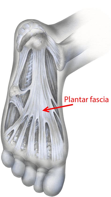 Plantar Fascia Diagram