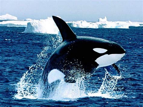 Orca Whale Wallpapers - Wallpaper Cave