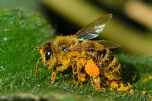 Bee Pollinating A Flower Free Stock Photo - Public Domain Pictures