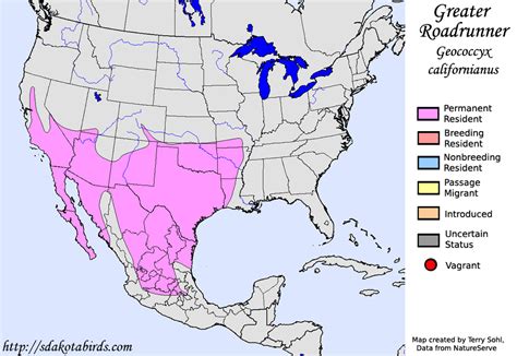 Greater Roadrunner - Species Range Map