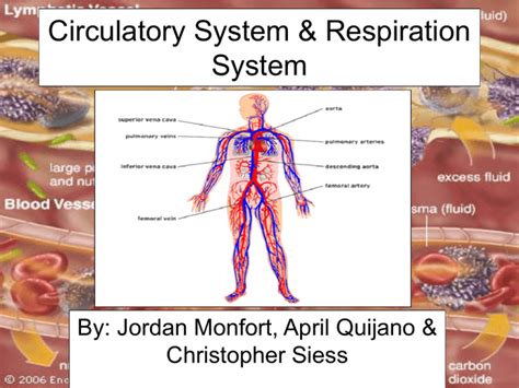 Circulatory System & Respiration System By: Jordan Monfort, April ...