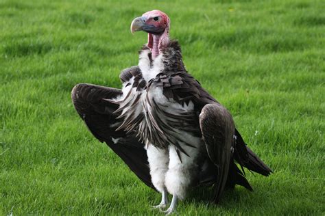 This terrifying video shows what it looks like to be eaten by vultures ...