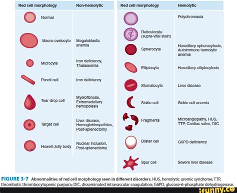 Morphology memes. Best Collection of funny Morphology pictures on iFunny