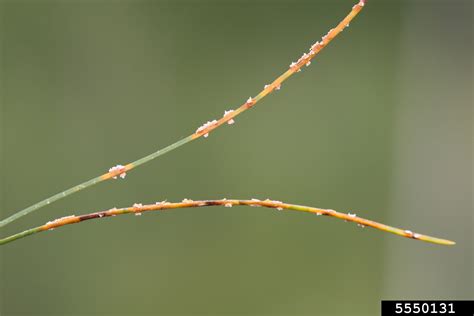 pine needle rusts (Genus Coleosporium)