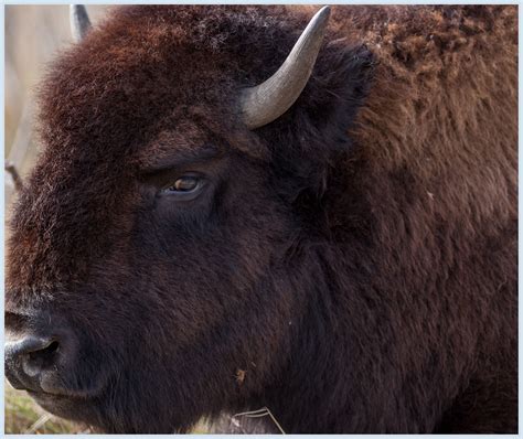 Tatanka | Photography, Animals, Cow