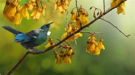 Kowhai Tree - NZ Nurseries - Info on the Great Yellow Kowhai