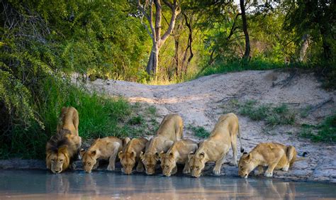 BornWild Travel Adventures | Complete Guide To An AFRICAN LION SAFARI