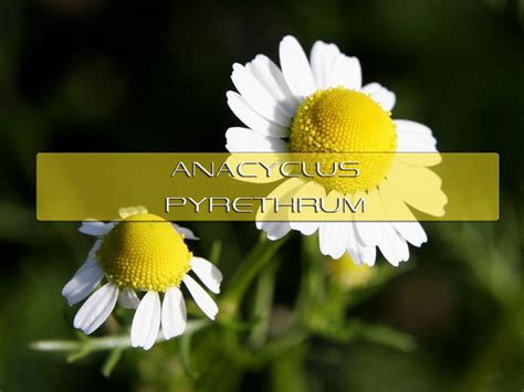 Benefits of Anacyclus Pyrethrum | Interstellar Blends | Activate Your Super Powers!