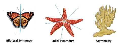 Types Of Animal Symmetry