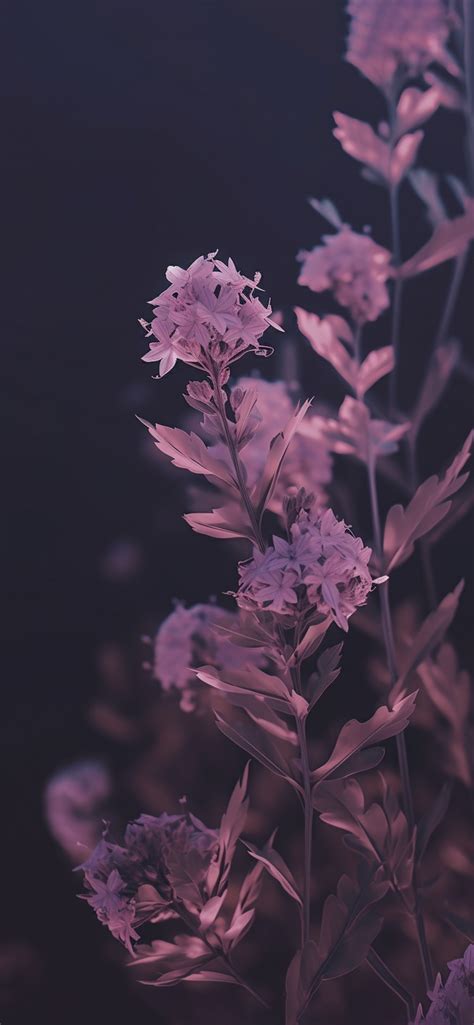 Purple Flowers Dark Wallpapers - Wallpapers Clan