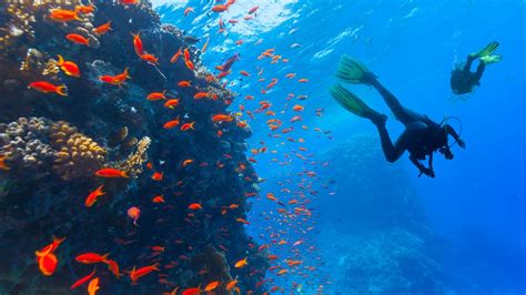 How To Enjoy Snorkeling While Also Helping To Protect Coral Reefs ...