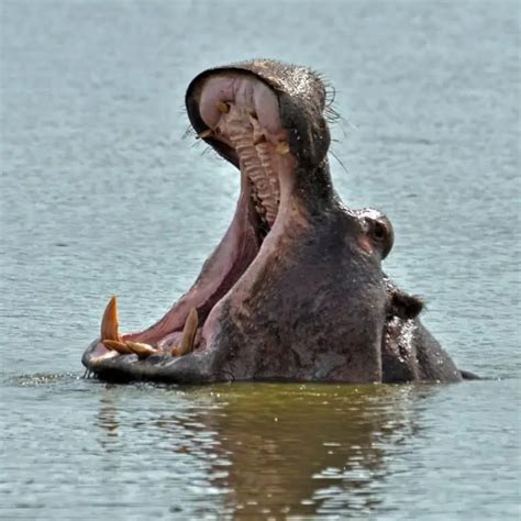 Hippo Bite Force: How Strong Is a Hippos Jaw? [STRENGTH]