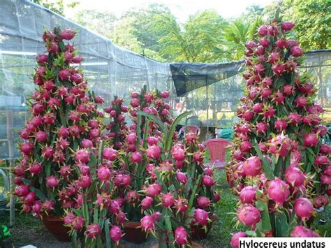 Hylocereus undatus / 5 seeds (Pitaya, Dragon Fruit, Night Blooming Cereus) | Dragon fruit plant ...