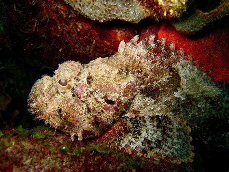 Stone Fish Camouflage on the Reef Stock Image - Image of underwater, similan: 19359239