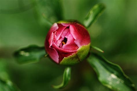 Rose,rosebud,flower,bud,nature - free image from needpix.com