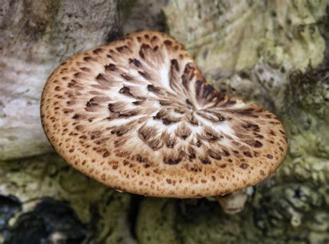 The 3 Foragers: Foraging for Wild, Natural, Organic Food: Polypore Mushrooms