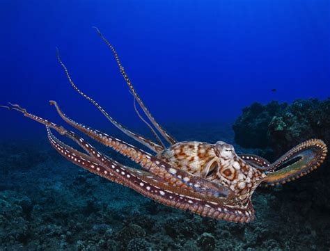 8 famous cephalopods (that's octopus and squid to you and me!)