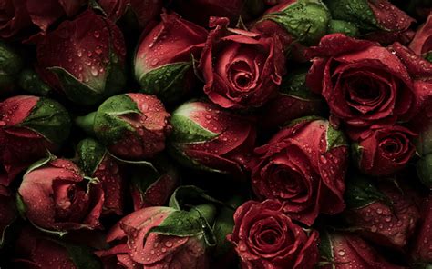 Download wallpapers red roses bouquet, 4k, close-up, bouquet of roses, dew, bokeh, red flowers ...