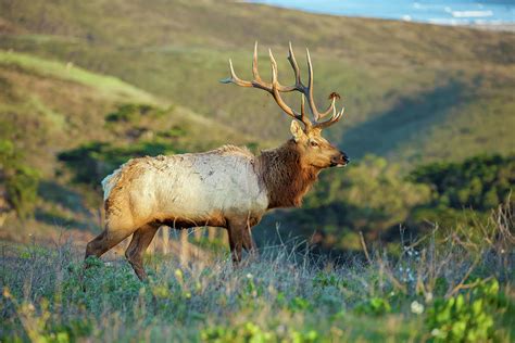 Tule Elk 2 Photograph by Jonathan Nguyen | Fine Art America