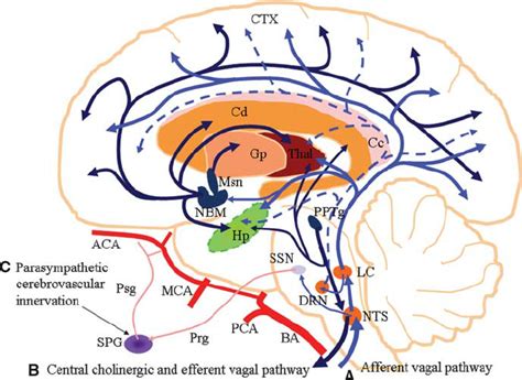 Parasagittal Brain