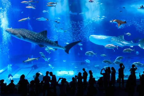 Okinawa Largest Aquarium