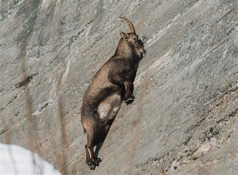 Alpine Ibex Climbing Ability