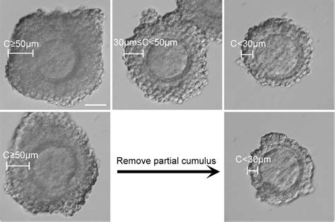 Figure 1 from Assessment of Mouse Germinal Vesicle Stage Oocyte Quality by Evaluating the ...