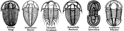 Arriba 91+ imagen trilobites fossil - Abzlocal.mx