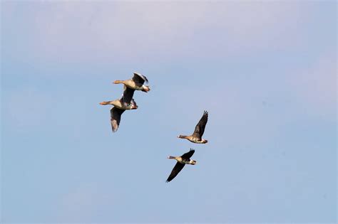 Migration of wild geese free image download